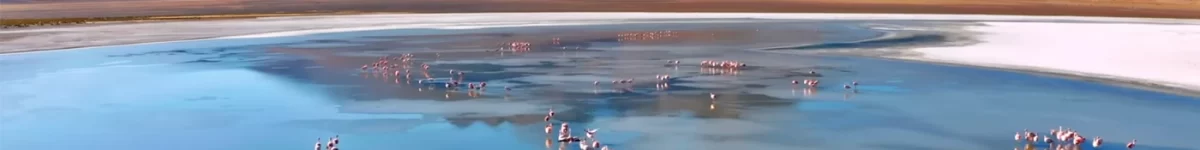 flamengos_uyuni